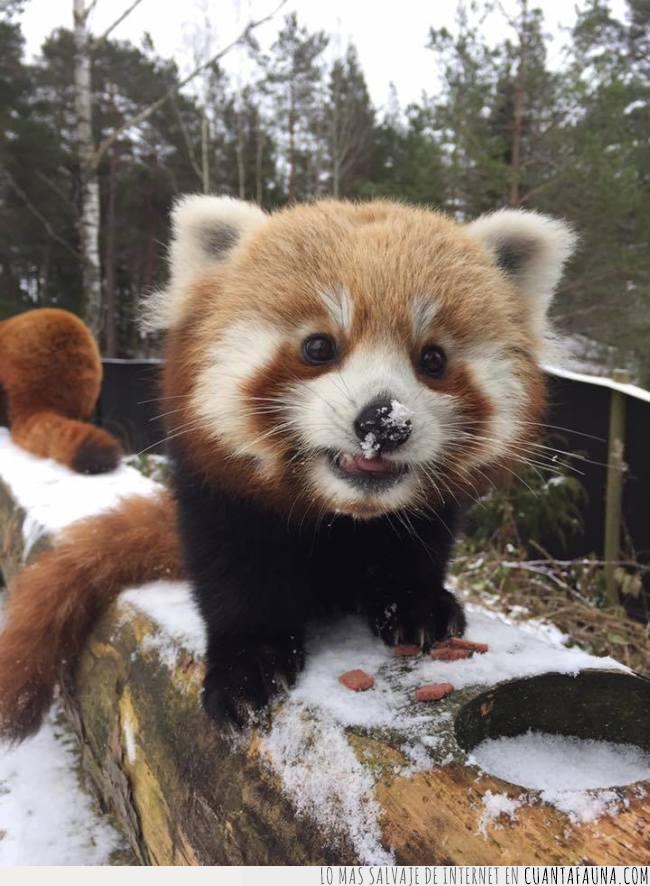 panda,rojo,nieve,nariz,día,mes,marzo,mejor,tronco,comida